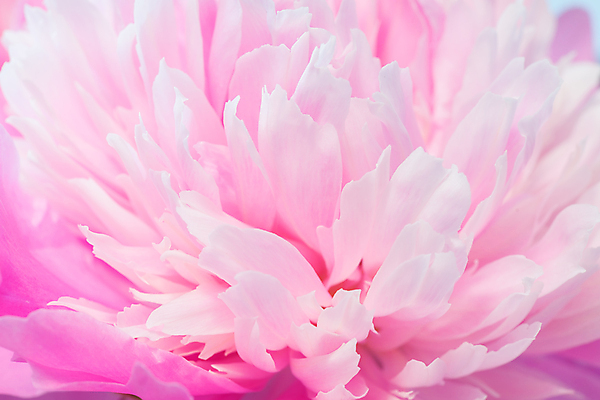 포토 JPG 해외이미지 식물 계절 꽃잎 꽃 꽃다발 백그라운드 꽃무늬 자연 추상 사랑 사람없음 야외 장식 뷰티 정원 꿈 벚꽃 개화 묘사 오브젝트 원예 향기 아로마 작약 파스텔톤 몽환 해외포토 감정 컬러 컨셉 무늬 취미 생태계 냄새 파일형식 이미지허브