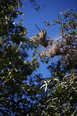 포토 JPG 해외이미지 나무 동물 계절 야생동물 과학 곤충 백그라운드 자연 생물 매달리기 사람없음 야외 세로 뷰티 환경 무대 변화 보호 큼 실크 유기농 생물학 순환 리빙 내추럴 동물상 변태 해외포토 식물 웰빙 교육 컨셉 모션 조형물 직물 크기 생태계 파일형식 이미지허브