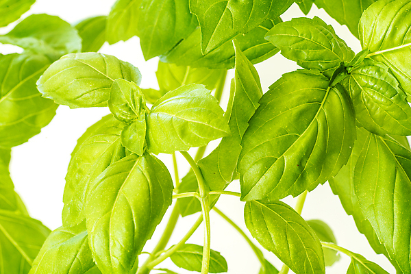 포토 JPG 해외이미지 식물 음식 백그라운드 잎 농업 채소 재료 자연 건강 요리 사람없음 초록색 여름 주방 정원 이탈리아 샐러드 성장 신선 양념 맛 다발 허브 향신료 유기농 원예 날것 아로마 향 바질 내추럴 뒤뜰 채식주의자 해외포토 웰빙 계절 유럽 산업 컬러 컨셉 취미 생태계 채식 향미료 파일형식 이미지허브