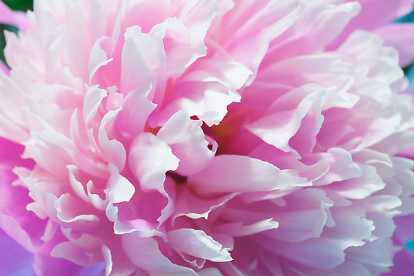 포토 JPG 해외이미지 식물 계절 꽃잎 꽃 꽃다발 백그라운드 꽃무늬 자연 추상 사랑 사람없음 야외 장식 뷰티 정원 꿈 벚꽃 개화 묘사 오브젝트 원예 향기 아로마 작약 파스텔톤 몽환 해외포토 감정 컬러 컨셉 무늬 취미 생태계 냄새 파일형식 이미지허브