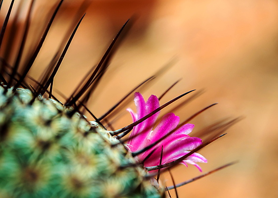 포토 JPG 해외이미지 선인장 실내 근접촬영 사람없음 아웃포커스 개화 소프트포커스 선인장꽃 날카로움 해외포토 식물 꽃 뷰포인트 촬영기법 내부 파일형식 이미지허브