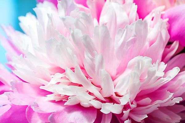 포토 JPG 해외이미지 식물 계절 꽃잎 꽃 꽃다발 백그라운드 꽃무늬 자연 추상 사랑 사람없음 야외 장식 뷰티 정원 꿈 벚꽃 개화 묘사 오브젝트 원예 향기 아로마 작약 파스텔톤 몽환 해외포토 감정 컬러 컨셉 무늬 취미 생태계 냄새 파일형식 이미지허브