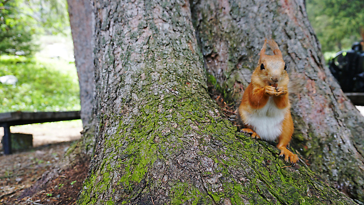 포토 JPG 해외이미지 나무 식물 동물 공원 감정 야생동물 잎 오렌지 포유류 자연 털 표정 이끼 서기 사람없음 야외 목재 빨간색 초록색 갈색 식사 회색 견과류 나뭇가지 닫기 설치류 숲 작음 모피 먹기 꼬리 다람쥐 나무껍질 솜털 점심식사 교외 카자흐스탄 가문비나무 해외포토 공공시설 아시아 컬러 과일 재료 모션 껍질 크기 생태계 파일형식 이미지허브