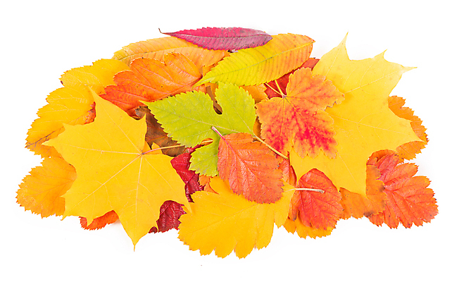 포토 JPG 해외이미지 단풍 낙엽 사람없음 오브젝트 해외포토 잎 파일형식 이미지허브