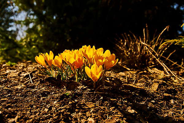 포토 JPG 해외이미지 식물 계절 공원 꽃잎 꽃 꽃다발 백그라운드 잎 겨울 꽃무늬 자연 휴가 부활절 사람없음 야외 초록색 뷰티 노란색 환경 정원 보라색 냉동 봄 추위 성장 벚꽃 신선 개화 4월 다발 속도 서리 내추럴 고립 사프란 생태학 해외포토 공공시설 교육 기념일 컬러 무늬 날짜 향신료 생태계 파일형식 이미지허브
