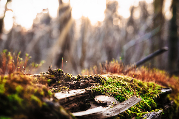 포토 JPG 해외이미지 나무 식물 계절 꽃 줄기 컨셉 건조 건강 이끼 사람없음 가로 빛 태양 갈색 침묵 고요 가시 고독 소프트포커스 숲 싱글 부드러움 애도 시들음 엉겅퀴 내추럴 창백 벌거벗은 취급주의 파스텔톤 해외포토 자연요소 감정 컬러 촬영기법 경고 소리 감각 파일형식 이미지허브