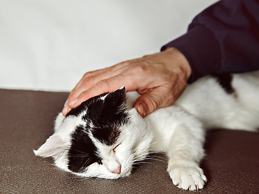 포토 JPG 해외이미지 동물 1 손 웰빙 행복 포유류 휴식 털 사랑 사람없음 반려동물 뷰티 머리 고양이 우정 흰색 표현 부드러움 솜털 돌봄 쓰다듬기 해외포토 감정 컬러 컨셉 모션 신체부위 친구 감각 파일형식 이미지허브