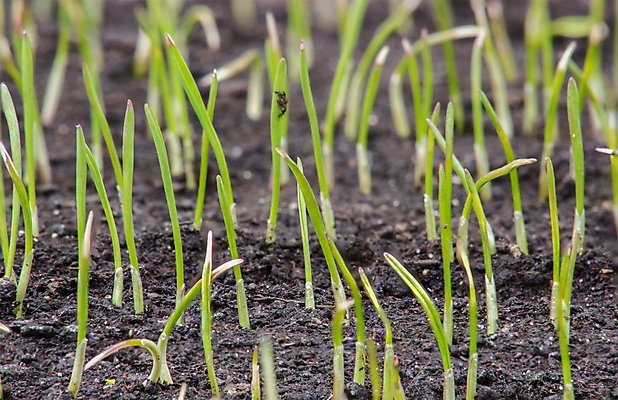 포토 JPG 해외이미지 식물 계절 산업 음식 백그라운드 잎 패턴 밭 농업 자연 건강 씨앗 잔디 사람없음 초록색 농작물 햇빛 농장 새싹 환경 흙 봄 성장 시골 신선 낟알 땅 시리얼 밀 허브 유기농 원예 먼지 장면 땅바닥 모종 밭일 호밀 세련 해외포토 웰빙 컬러 무늬 곡류 바닥 취미 태양 생태계 파일형식 이미지허브