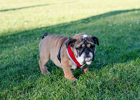 포토 JPG 해외이미지 동물 응시 행복 얼굴 포유류 관계 모션 자연 안내 사랑 서기 사람없음 야외 반려동물 뷰티 갈색 걷기 우정 성장 주름 개 강아지 작음 불독 몸단장 송곳니 기르기 동반자 유래 특별함 해외포토 시선 감정 컬러 컨셉 신체부위 친구 치아 크기 생태계 돌봄 파일형식 이미지허브