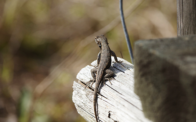 포토 JPG 해외이미지 동물 척추동물 남자 야생동물 과학 신체 파충류 발 자연 생물 저울 사람없음 야외 목재 가로 울타리 머리 환경 회색 다양 소나무 황무지 보호 큼 생물학 꼬리 도마뱀 장면 동쪽 리빙 내추럴 동물상 생태학 해외포토 나무 교육 컬러 다수 컨셉 재료 사람 신체부위 담장 조형물 크기 방향 생태계 파일형식 이미지허브
