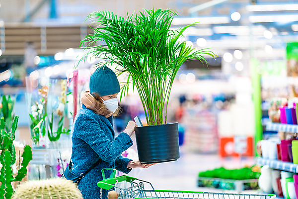 포토 JPG 해외이미지 나무 식물 백인 라이프스타일 손 꽃 행복 꽃무늬 비즈니스 자연 한명 사람 취미 초록색 쇼핑 상점 정원 신선 센터 시장 선택 구매 냄비 고객 원예 상업 식물원 소매 내추럴 심기 원예사 해외포토 서양인 직업 1 감정 컬러 컨셉 무늬 모션 생활 신체부위 솥 생태계 파일형식 이미지허브