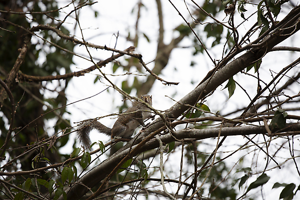 포토 JPG 해외이미지 나무 동물 척추동물 응시 야생동물 과학 잎 포유류 자연 생물 털 사람없음 야외 가로 초록색 환경 다양 나뭇가지 황무지 해충 보호 설치류 모피 호기심 생물학 꼬리 다람쥐 장면 리빙 내추럴 동물상 사방 생태학 그리너리 해외포토 식물 시선 교육 감정 컬러 다수 컨셉 조형물 벌레 생태계 파일형식 트랜드컬러 이미지허브