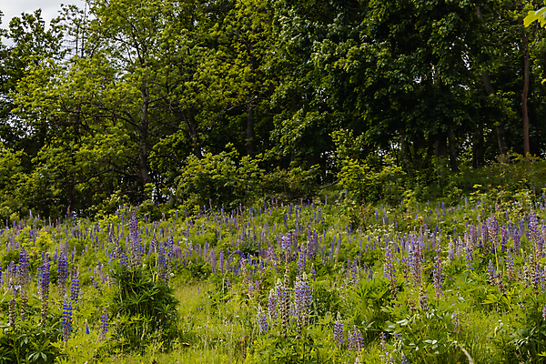 포토 JPG 해외이미지 식물 계절 꽃 유럽 길 밭 농업 자국 자연 하늘 산 사람없음 야외 초록색 파란색 뷰티 농장 환경 성장 시골 낟알 밀 폴란드 해외포토 나라 산업 컬러 곡류 생태계 파일형식 이미지허브