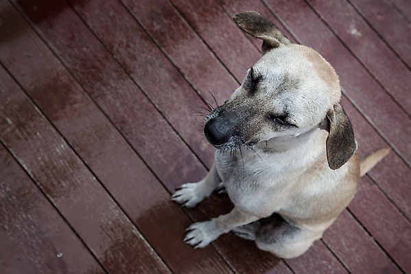 포토 JPG 해외이미지 동물 백그라운드 컨셉 거리 미술 서기 성인 사람없음 뷰티 도시 개 혼자 해외포토 포유류 모션 문화예술 사람 파일형식 이미지허브