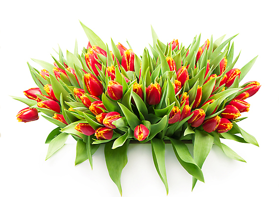 포토 JPG 해외이미지 여러송이 잎 봄꽃 실내 사람없음 튤립 가득함 흰배경 해외포토 식물 꽃 다수 백그라운드 내부 봄 흰색 파일형식 이미지허브