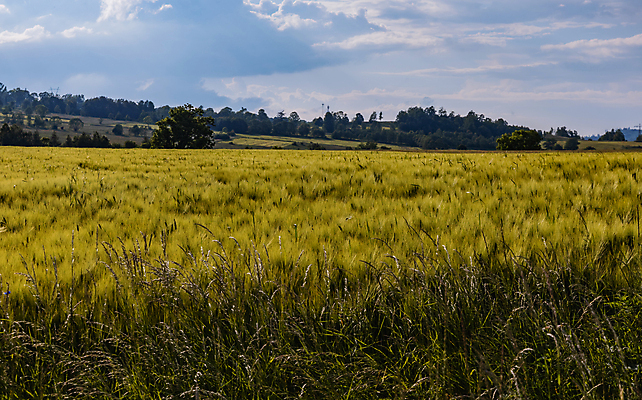 포토 JPG 해외이미지 식물 계절 유럽 도로 길 여행 밭 농업 자국 자연 하늘 산 풍경 사람없음 야외 목재 초록색 여름 파란색 뷰티 농장 환경 산책 시골 오솔길 언덕 폭풍 폴란드 밭일 폭풍우 해외포토 나무 나라 산업 컬러 재료 교통시설 날씨 휴식 비_날씨 자연재해 생태계 파일형식 이미지허브
