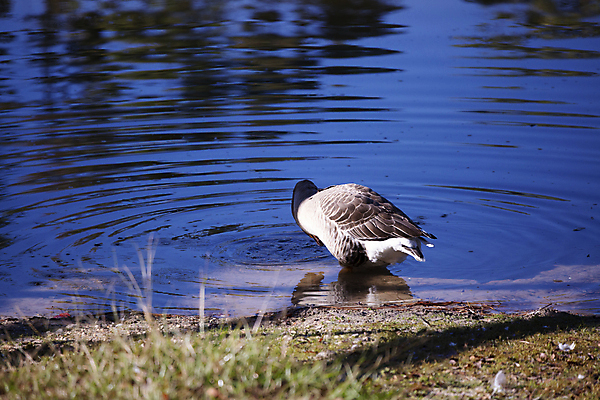 포토 JPG 해외이미지 동물 척추동물 야생동물 과학 백그라운드 날개 자연 조류 생물 풍경 사람없음 야외 가로 물 뷰티 환경 회색 다양 마시기 황무지 보호 깃털 생태계 생물학 장면 거위 물새 리빙 내추럴 동물상 생태학 해외포토 자연요소 교육 컬러 다수 컨셉 모션 조형물 파일형식 이미지허브