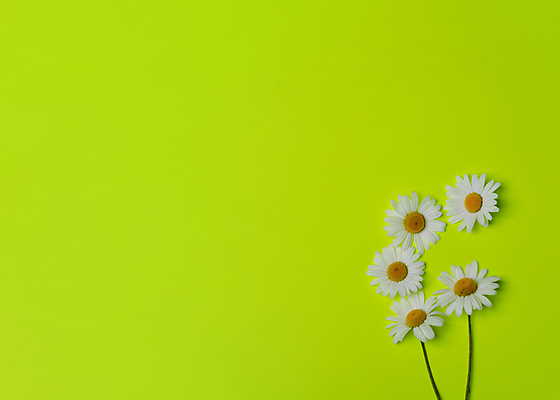 포토 JPG 해외이미지 식물 꽃잎 꽃 꽃무늬 자연 프레임 사람없음 초록색 파란색 뷰티 노란색 봄 벚꽃 흰색 신용카드 P 데이지 고립 캐모마일 해외포토 알파벳 계절 컬러 무늬 금융 허브 생태계 파일형식 이미지허브