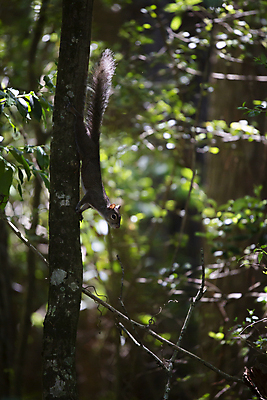 포토 JPG 해외이미지 나무 동물 척추동물 야생동물 과학 포유류 자연 생물 털 사람없음 야외 세로 환경 냉동 회색 다양 성장 황무지 수비 보호 설치류 숲 모피 생물학 꼬리 다람쥐 장면 리빙 내추럴 동물상 삼림지대 생태학 얇은 해외포토 식물 교육 컬러 다수 컨셉 모션 조형물 생태계 파일형식 이미지허브