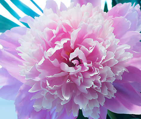 포토 JPG 해외이미지 식물 계절 꽃잎 꽃 꽃다발 백그라운드 꽃무늬 자연 추상 사랑 사람없음 야외 장식 뷰티 정원 꿈 벚꽃 개화 묘사 오브젝트 원예 향기 아로마 작약 파스텔톤 몽환 해외포토 감정 컬러 컨셉 무늬 취미 생태계 냄새 파일형식 이미지허브