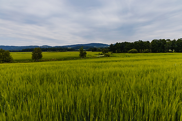 포토 JPG 해외이미지 나무 식물 계절 꽃 유럽 길 밭 농업 자국 자연 하늘 산 사람없음 야외 초록색 파란색 뷰티 농장 환경 성장 시골 신선 낟알 밀 폴란드 해외포토 나라 산업 컬러 곡류 생태계 파일형식 이미지허브