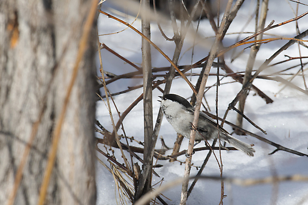 포토 JPG 해외이미지 나무 동물 남자 날개 자연 조류 사람없음 부리 해외포토 식물 사람 생태계 파일형식 이미지허브