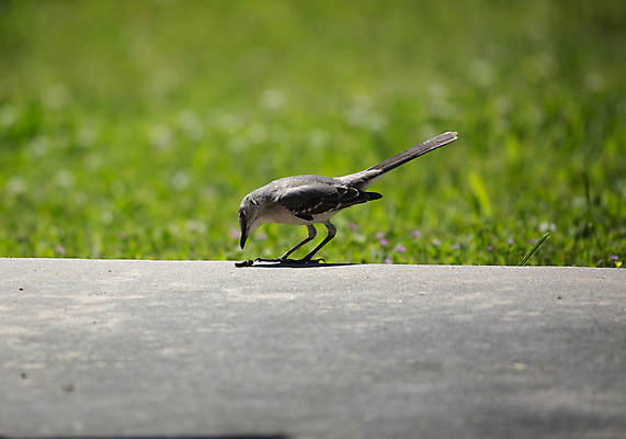 포토 JPG 해외이미지 동물 척추동물 야생동물 과학 백그라운드 날개 자연 조류 생물 풍경 사람없음 야외 가로 초록색 파란색 뷰티 환경 검은색 회색 다양 성장 보호 깃털 생태계 생물학 부리 시멘트 장면 북쪽 내추럴 동물상 땅바닥 생태학 콘크리트 그리너리 해외포토 교육 컬러 다수 컨셉 바닥 조형물 방향 파일형식 트랜드컬러 이미지허브