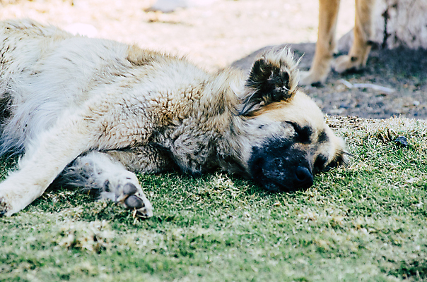 포토 JPG 해외이미지 동물 공원 백그라운드 잎 밭 태국 자연 휴식 피곤 경비 잔디 성인 사람없음 야외 빨간색 초록색 반려동물 햇빛 갈색 정원 맑음 검은색 봄 흰색 시골 잠 개 강아지 송곳니 거짓말 기르기 동물상 옛날 카피스페이스 해외포토 식물 계절 공공시설 아시아 컬러 컨셉 농업 포유류 날씨 안전 사람 태양 조형물 공백 치아 보호 생태계 돌봄 파일형식 이미지허브