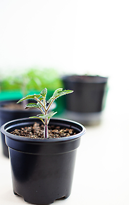 포토 JPG 해외이미지 식물 잎 토마토 사람없음 흙 원예 모종 해외포토 채소 취미 파일형식 이미지허브