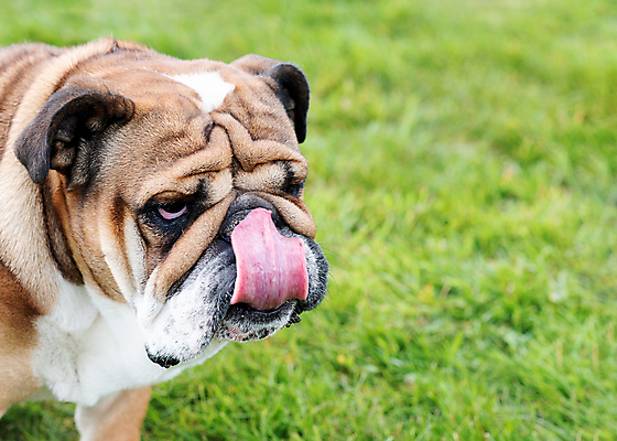 포토 JPG 해외이미지 동물 응시 행복 얼굴 포유류 관계 모션 자연 잉글랜드 안내 사랑 서기 성인 사람없음 야외 반려동물 뷰티 갈색 노란색 걷기 검은색 우정 성장 흰색 주름 개 강아지 작음 불독 몸단장 송곳니 기르기 동반자 유래 특별함 해외포토 시선 감정 컬러 컨셉 영국 사람 신체부위 친구 치아 크기 생태계 돌봄 파일형식 이미지허브