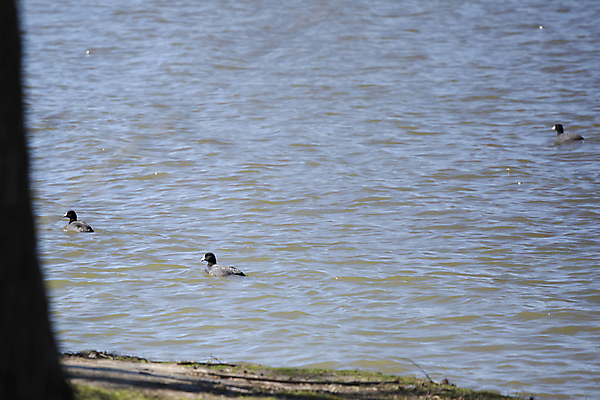 포토 JPG 해외이미지 주간 동물 척추동물 호수 야생동물 백그라운드 날개 자연 조류 휴식 생물 오리 3 풍경 사람없음 야외 가로 빨간색 물 뷰티 머리 평화 환경 검은색 수영 미국 다양 황무지 깃털 생물학 부리 물새 서식지 리빙 민물 생태학 해외포토 자연요소 교육 컬러 다수 컨셉 북아메리카 신체부위 수상스포츠 생태계 파일형식 이미지허브