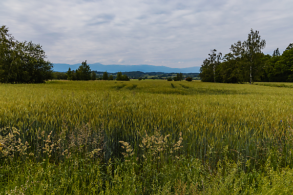 포토 JPG 해외이미지 나무 식물 계절 꽃 유럽 길 밭 농업 자국 자연 하늘 산 사람없음 야외 초록색 파란색 뷰티 농장 환경 성장 시골 신선 낟알 밀 폴란드 해외포토 나라 산업 컬러 곡류 생태계 파일형식 이미지허브