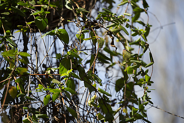포토 JPG 해외이미지 나무 식물 줄기 과학 백그라운드 잎 자연 하늘 날씨 사람없음 야외 가로 초록색 뷰티 환경 다양 성장 황무지 보호 덩굴 숲 유기농 생물학 포도나무 리빙 내추럴 광합성 달리기선수 삼림지대 생태학 그리너리 해외포토 웰빙 교육 컬러 다수 컨셉 과일나무 생태계 육상선수 파일형식 트랜드컬러 이미지허브