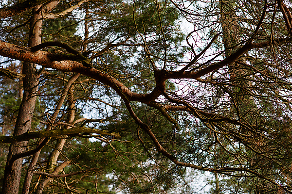 포토 JPG 해외이미지 나무 식물 계절 공원 잎 겨울 자연 하늘 풍경 사람없음 목재 초록색 파란색 태양 환경 맑음 봄 가을 나뭇가지 소나무 숲 내추럴 해외포토 자연요소 공공시설 컬러 재료 날씨 생태계 파일형식 이미지허브