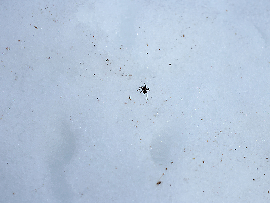 포토 JPG 해외이미지 식물 동물 계절 공원 야생동물 곤충 백그라운드 겨울 자연 사람없음 야외 파란색 뷰티 갈색 얼음 검은색 봄 추위 흰색 닫기 벌레 위험 작음 묘사 생물학 거미 토막 내추럴 동물상 해외포토 자연요소 공공시설 교육 컬러 컨셉 모션 조형물 크기 생태계 파일형식 이미지허브