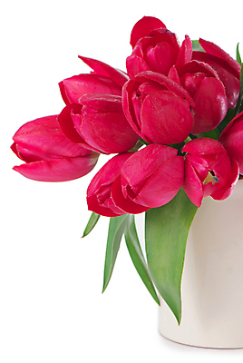 포토 JPG 해외이미지 여러송이 잎 봄꽃 실내 사람없음 꽃병 튤립 흰배경 해외포토 식물 꽃 다수 백그라운드 내부 봄 흰색 파일형식 이미지허브