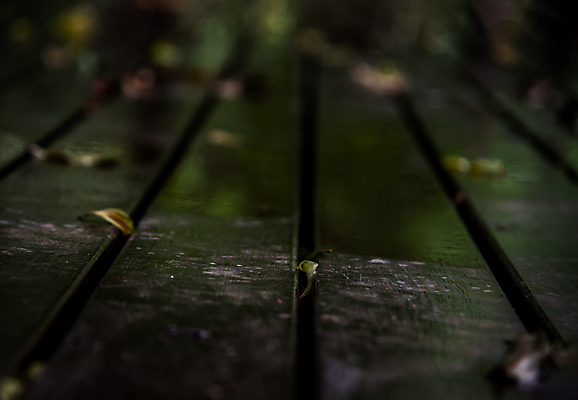 포토 JPG 해외이미지 식물 동물 야생동물 백그라운드 잎 자연 표면 전등 바닥 사람없음 야외 목재 초록색 물 컬러풀 반사 갈색 정원 봄 흰색 나뭇가지 시골 떨어짐 잠자리 질감 내추럴 고립 해외포토 자연요소 나무 계절 컬러 곤충 컨셉 재료 조명 생태계 파일형식 이미지허브