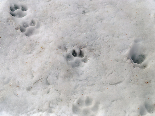 포토 JPG 해외이미지 동물 계절 백그라운드 패턴 밭 자국 자연 날씨 사람없음 야외 빛 반려동물 걷기 추위 흰색 개 강아지 인쇄 심볼 사인 질감 사냥 진흙 단계 송곳니 선로 양발 자취 집게발 해외포토 컬러 무늬 농업 포유류 모션 치아 생태계 파일형식 이미지허브