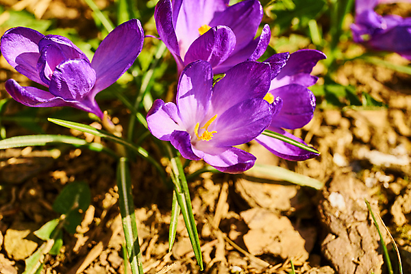 포토 JPG 해외이미지 식물 계절 공원 꽃잎 꽃 꽃다발 백그라운드 잎 겨울 꽃무늬 자연 휴가 부활절 사람없음 야외 초록색 뷰티 노란색 환경 정원 보라색 냉동 봄 추위 성장 벚꽃 신선 개화 4월 다발 속도 서리 내추럴 고립 사프란 생태학 해외포토 공공시설 교육 기념일 컬러 무늬 날짜 향신료 생태계 파일형식 이미지허브