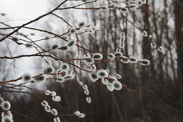 포토 JPG 해외이미지 나무 자연 사람없음 새싹 봄 개화 버드나무 해외포토 식물 계절 꽃 생태계 파일형식 이미지허브