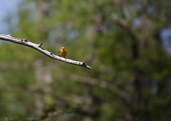 포토 JPG 해외이미지 나무 동물 척추동물 야생동물 과학 날개 자연 조류 생물 풍경 사람없음 야외 가로 파란색 노란색 환경 회색 다양 나뭇가지 황무지 보호 작음 깃털 생물학 부리 장면 리빙 계산서 내추럴 동물상 생태학 그리너리 해외포토 식물 교육 컬러 다수 컨셉 조형물 크기 생태계 파일형식 트랜드컬러 이미지허브