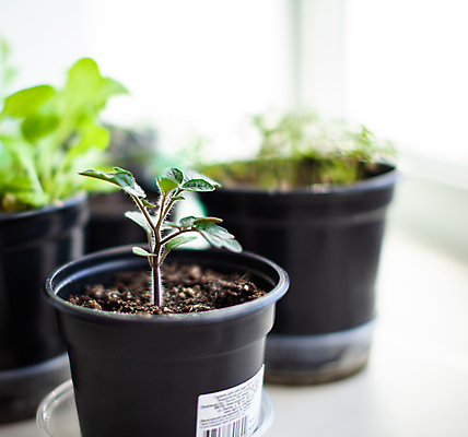 포토 JPG 해외이미지 식물 잎 토마토 사람없음 흙 원예 모종 해외포토 채소 취미 파일형식 이미지허브