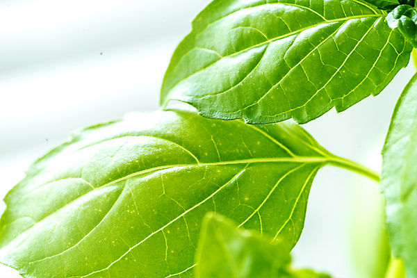 포토 JPG 해외이미지 식물 음식 백그라운드 잎 농업 채소 재료 자연 건강 요리 사람없음 초록색 여름 주방 정원 이탈리아 샐러드 성장 신선 양념 맛 다발 허브 향신료 유기농 원예 날것 아로마 향 바질 내추럴 뒤뜰 채식주의자 해외포토 웰빙 계절 유럽 산업 컬러 컨셉 취미 생태계 채식 향미료 파일형식 이미지허브