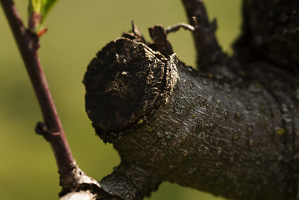포토 JPG 해외이미지 나무 식물 계절 음식 줄기 백그라운드 잎 재료 자연 요리 사람없음 목재 초록색 햇빛 세일 벚꽃 흰색 나뭇가지 신선 닫기 숲 자르기 다발 허브 향신료 묘사 오브젝트 싱글 유기농 향료 향 내추럴 고립 오레가노 재 해외포토 웰빙 꽃 컬러 모션 태양 생태계 향기 냄새 향미료 파일형식 이미지허브