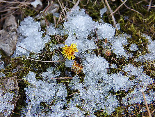포토 JPG 해외이미지 식물 계절 꽃잎 꽃 자연 날씨 새로움 사람없음 야외 초록색 갈색 노란색 환경 정원 스파 흙 봄 성장 벚꽃 신선 내추럴 땅바닥 해외포토 컬러 컨셉 바닥 생태계 파일형식 이미지허브