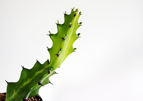 포토 JPG 해외이미지 선인장 실내 근접촬영 사람없음 가시 흰배경 날카로움 해외포토 식물 뷰포인트 백그라운드 내부 흰색 파일형식 이미지허브