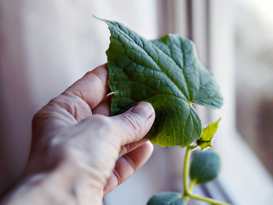 포토 JPG 해외이미지 식물 손 계절 음식 잎 농업 채소 재료 자연 오이 건강 사람없음 초록색 세트 정원 수확 시골 신선 큼 유기농 날것 내추럴 온실 해외포토 웰빙 산업 컬러 신체부위 크기 생태계 파일형식 이미지허브