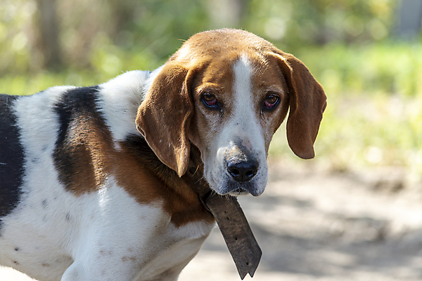 포토 JPG 해외이미지 주간 한마리 반려견 사람없음 야외 아웃포커스 반려동물 산책 강아지 하운드 해외포토 자연요소 동물 1 휴식 촬영기법 개 파일형식 이미지허브