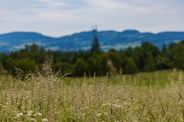포토 JPG 해외이미지 나무 식물 계절 꽃 유럽 길 밭 농업 자연 하늘 산 파노라마 사람없음 야외 초록색 파란색 뷰티 농장 환경 성장 시골 신선 폴란드 해외포토 나라 산업 컬러 촬영기법 생태계 파일형식 이미지허브