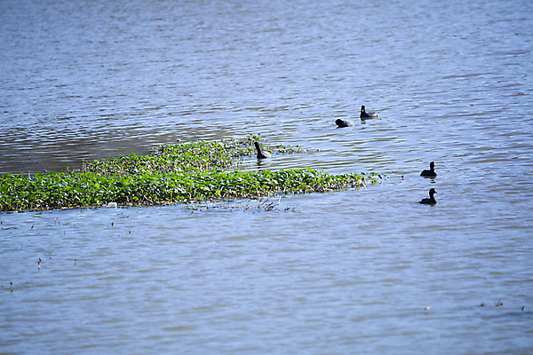 포토 JPG 해외이미지 주간 동물 척추동물 호수 야생동물 백그라운드 날개 자연 조류 휴식 생물 오리 풍경 사람없음 야외 가로 빨간색 물 파란색 뷰티 머리 평화 환경 검은색 미국 다양 황무지 깃털 생물학 물새 서식지 리빙 동물상 민물 생태학 수유 해외포토 자연요소 교육 컬러 다수 컨셉 북아메리카 신체부위 조형물 생태계 파일형식 이미지허브